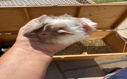 Guinea Pig rodents for sale: Funky haired male guinea pigs. - Image 10