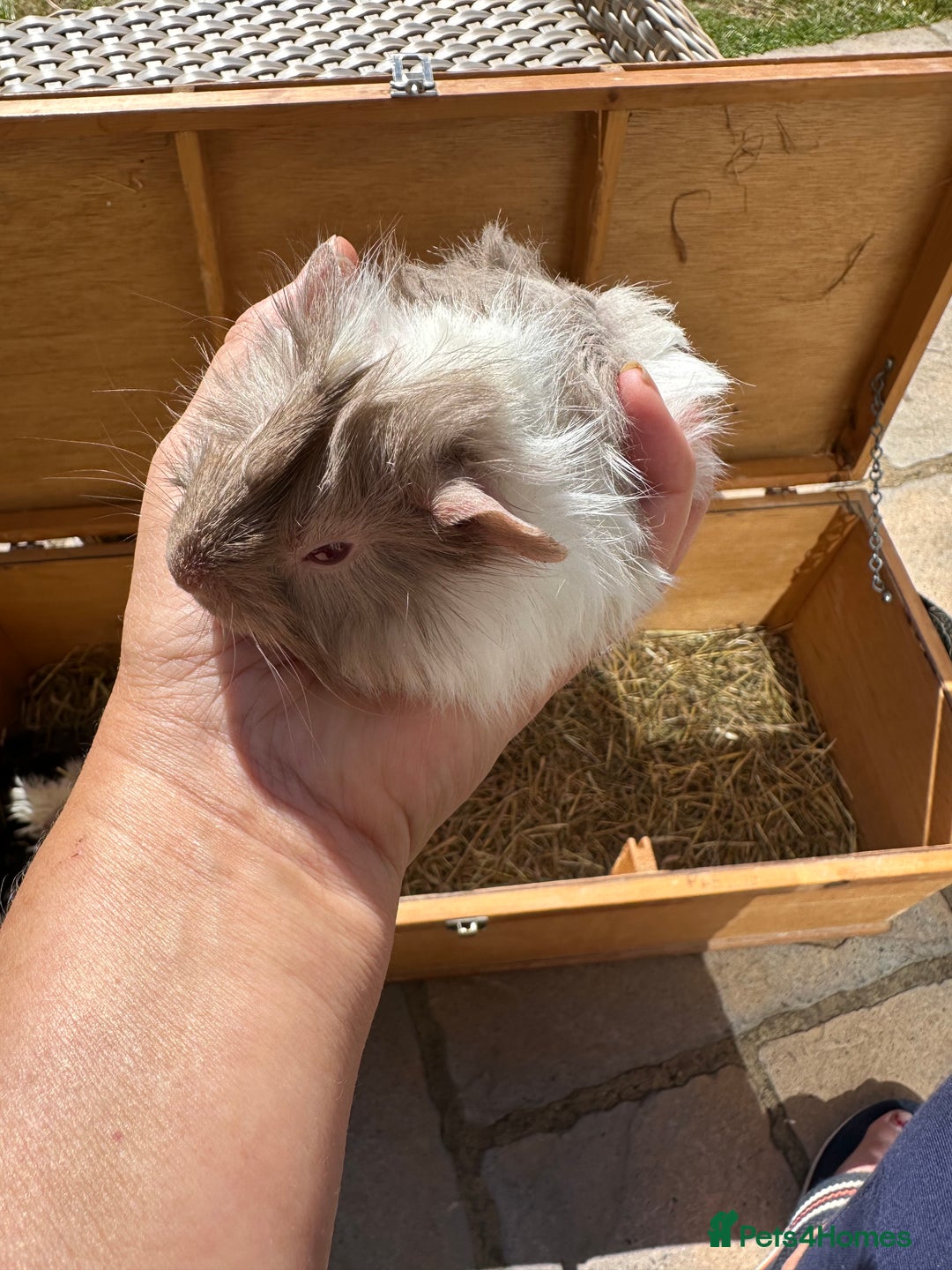 Guinea Pig rodents for sale: Funky haired male guinea pigs. - Image 10
