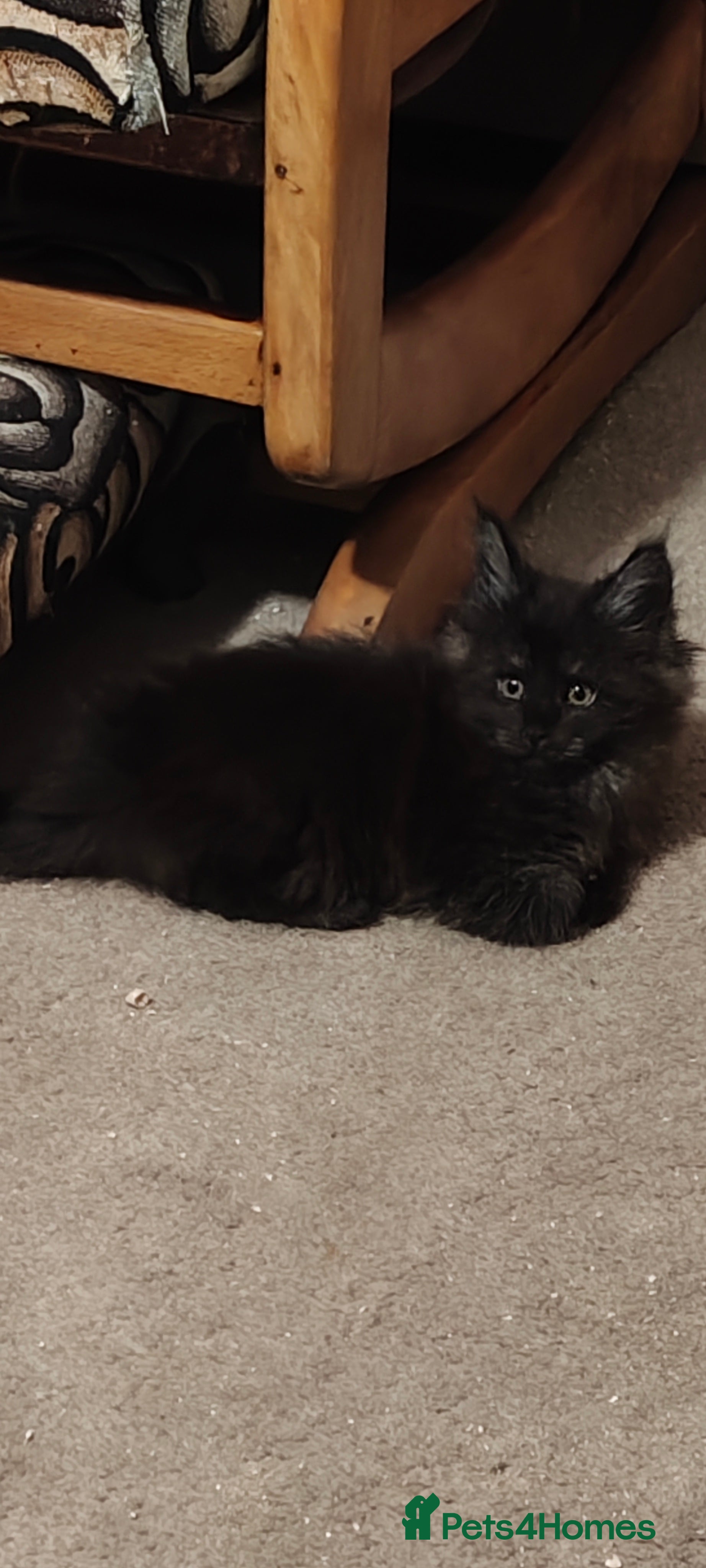 Maine Coon cats Amazing cuddly Maine coon babies - Advert 2