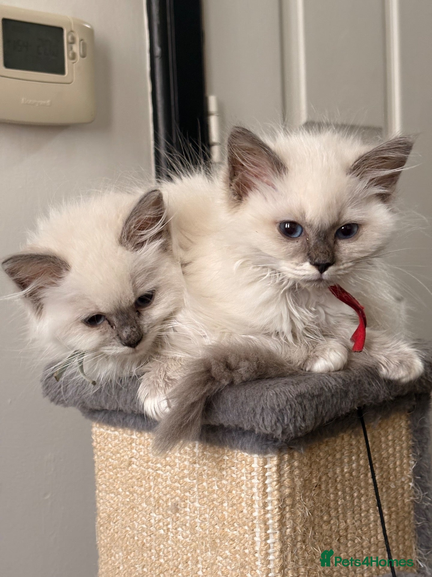 Ragdoll cats 🐾💙 GORGEOUS RAGDOLL KITTENS  - Advert 5