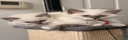 Ragdoll cats for sale: 🐾💙 GORGEOUS RAGDOLL KITTENS  - Advert 8