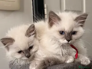 Ragdoll cats 🐾💙 GORGEOUS RAGDOLL KITTENS - Advert 5