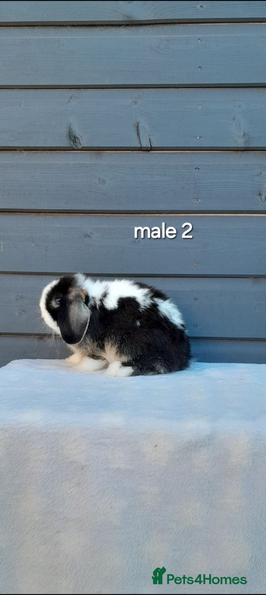 Mini Lop rabbits Stunning purebred mini lops  - Advert 2
