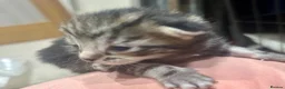Bengal cats for sale: Bengal x kittens ready end of August  - Advert 8