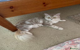 Burmese cats for sale: Burmese x British shorthair kittens  - Image 8