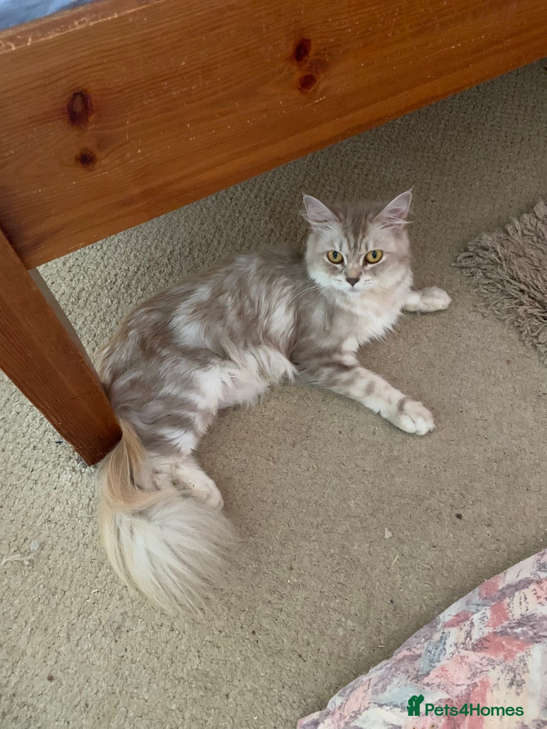 Burmese cats for sale: Burmese x British shorthair kittens  - Image 8