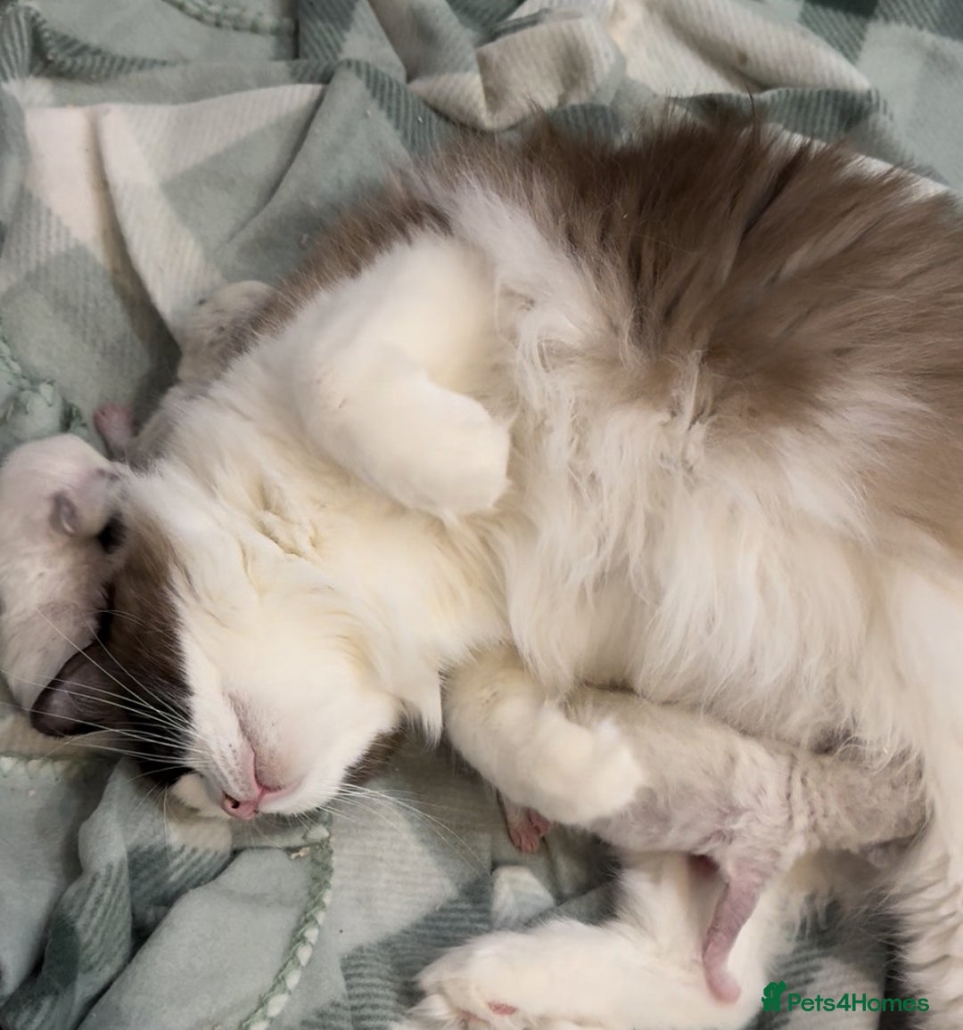 Ragdoll cats for sale: 5 ragdoll kittens GCCF  - Image 23