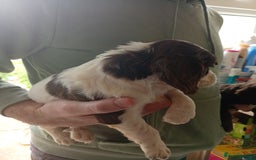 English Springer Spaniel dogs for sale: 6 beautiful springer pups - Image 6