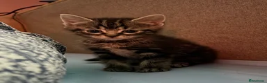 Mixed Breed Kitten 4