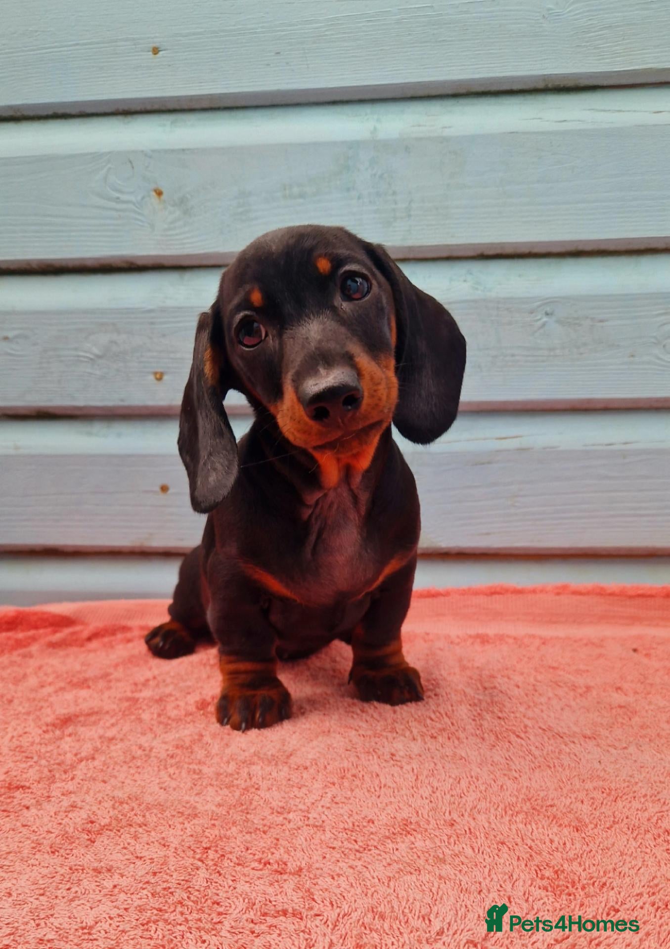 Miniature Dachshund dogs Champion RUSSIAN & UK line Mini Smooth Dachshund  - Advert 1