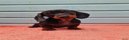 Miniature Dachshund dogs for sale: Champion UK & RUSSIAN Mini Smooth Dachshund  - Advert 2