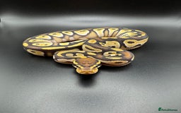 Python Snake reptiles for sale: Male Yellow Belly Mojave het Hypo Ball Python - Advert 3