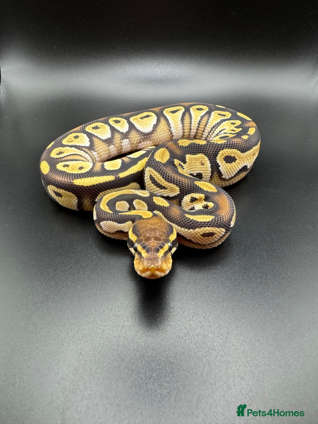 Python Snake reptiles for sale: Male Yellow Belly Mojave het Hypo Ball Python - Advert 3