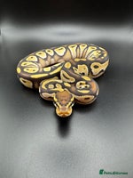 Python Snake reptiles Male Yellow Belly Mojave het Hypo Ball Python - Advert 3