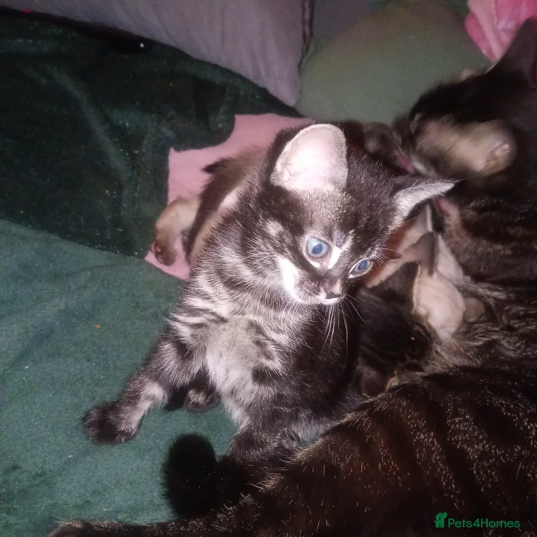 Bengal cats for sale: X2 Half Bengal kittens (Ideally rehomed together) - Advert 3