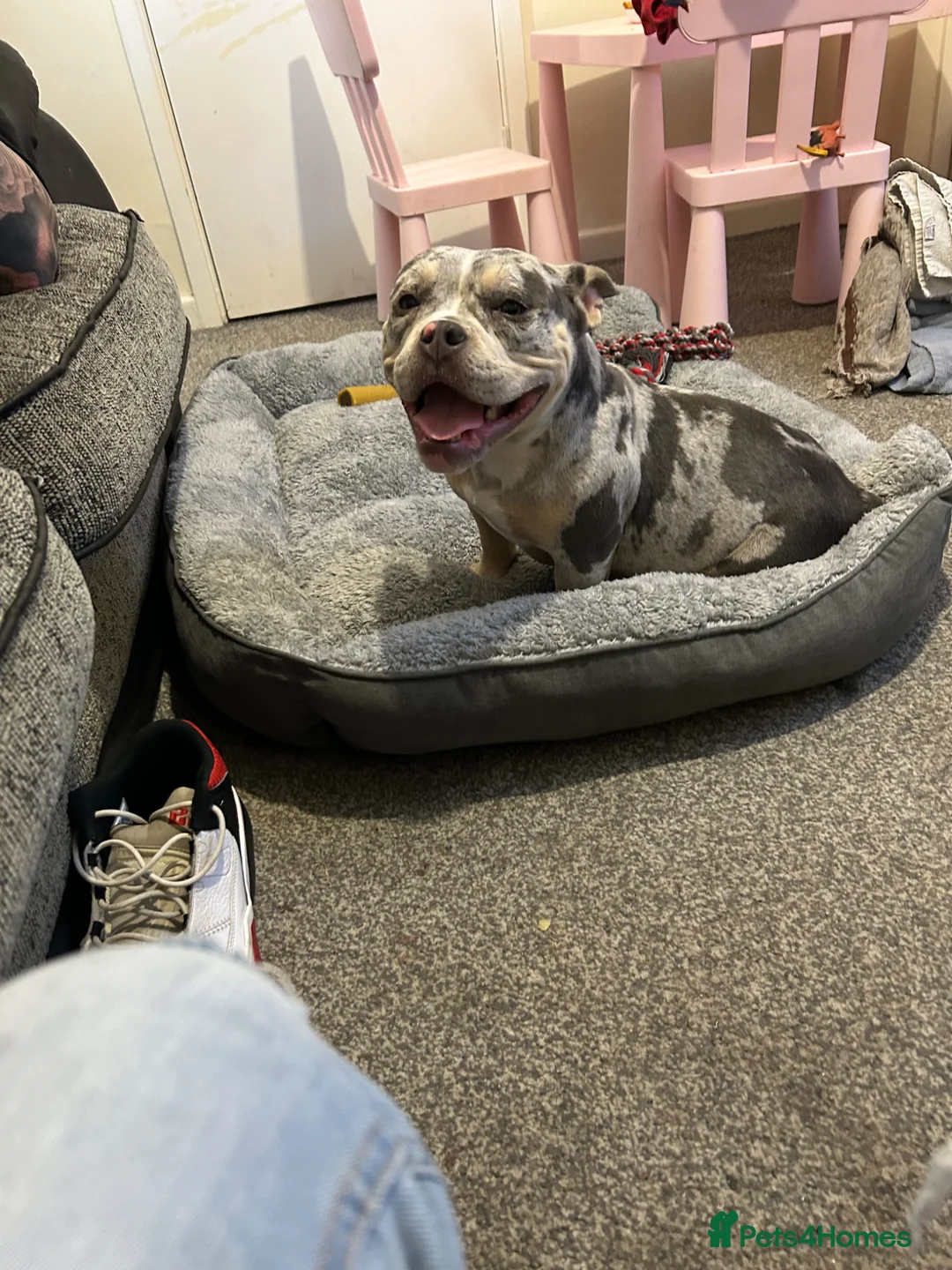 English Bulldog dogs for sale: Bulldog  - Advert 6