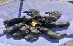 Labrador Retriever dogs for sale: 5 black lab puppies male   - Image 2