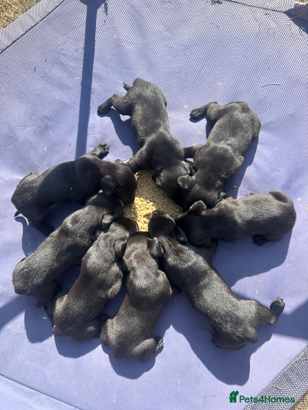 Labrador Retriever dogs for sale: 5 black lab puppies male   - Image 2
