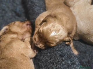Golden Retriever dogs Amazing shades long awaited litter - Advert 4