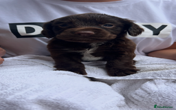 Cocker Spaniel dogs for sale: 7 gorgeous cocker spaniel puppy’s 🐶 - Image 8