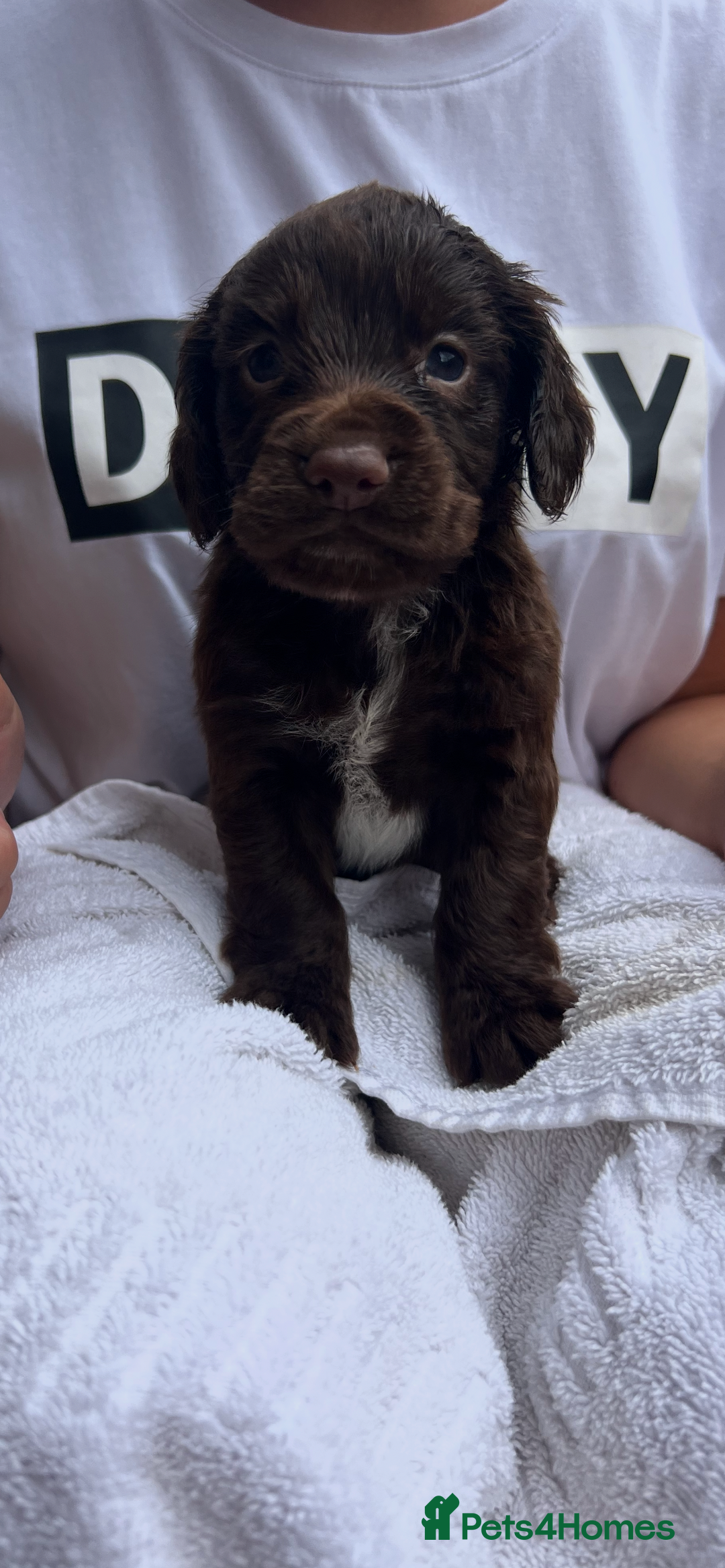 Cocker Spaniel dogs for sale: 7 gorgeous cocker spaniel puppy’s 🐶 - Image 8