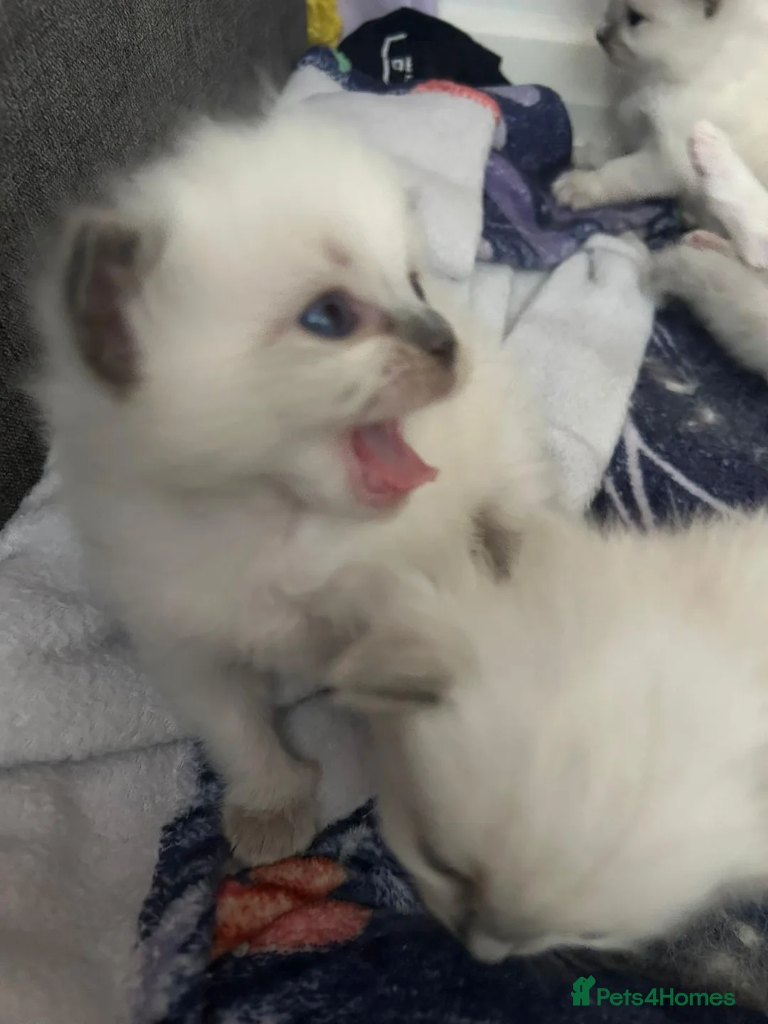Ragdoll cats for stud: Handsome Ragdoll available for STUD services in Stockport - Advert 15