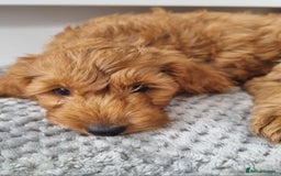 Cockapoo dogs for sale: Red and apricot F1 Cockapoo puppies  - Image 21