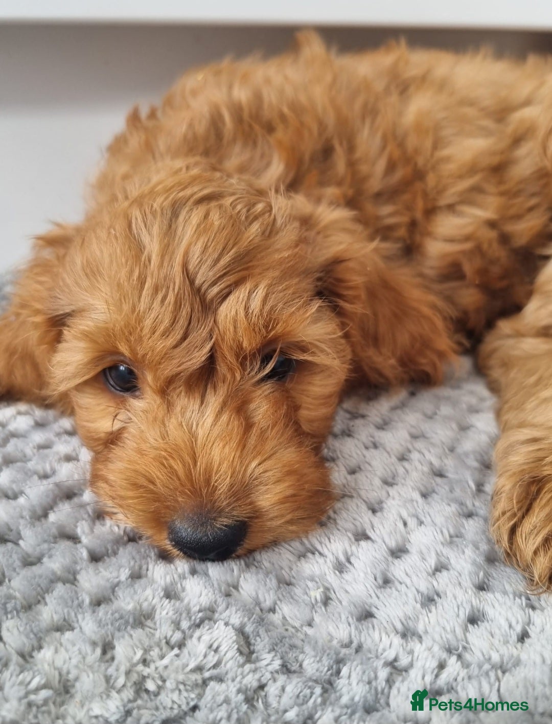 Cockapoo dogs for sale: Red and apricot F1 Cockapoo puppies  - Image 21