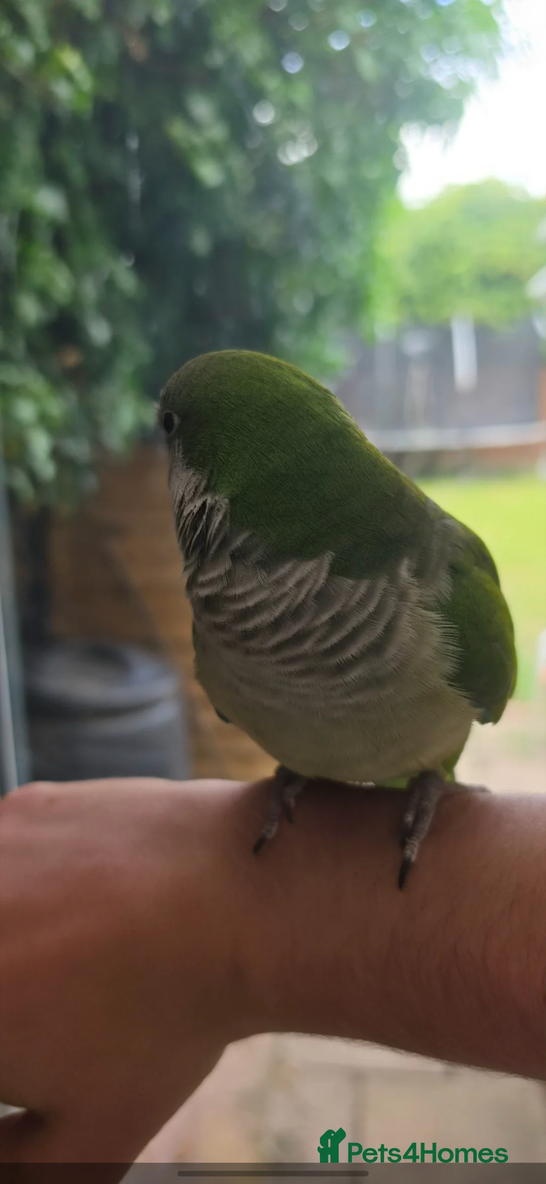 Parakeets birds for sale: Super tame green quaker  in Peterborough - Advert 2