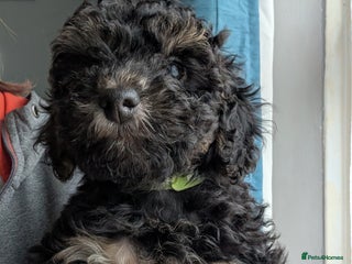 Cockapoo dogs F2b cockapoo Puppies (all females) - Advert 6