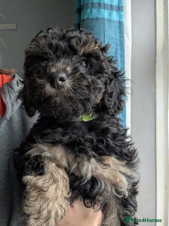 Cockapoo dogs F2b cockapoo Puppies (all females) - Advert 12