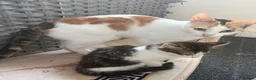 Mixed Breed cats for sale: One girl left  in Bristol - Advert 1