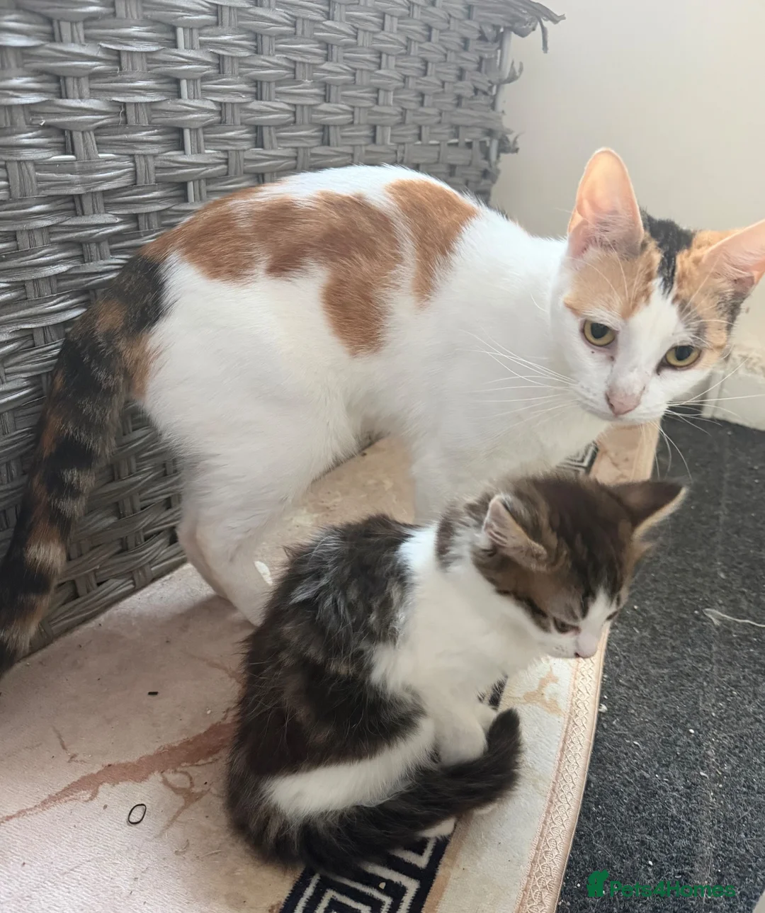 Mixed Breed cats for sale: One girl left  in Bristol - Advert 1