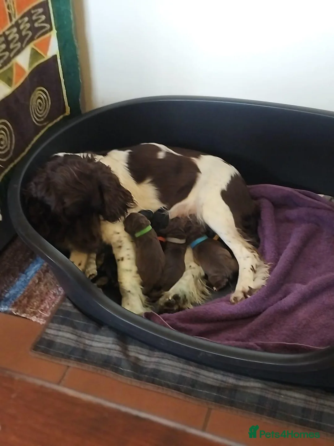 Springador dogs for sale: Springador in Salisbury - Advert 1