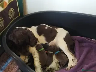 Springador dogs Springador in Salisbury - Advert 1