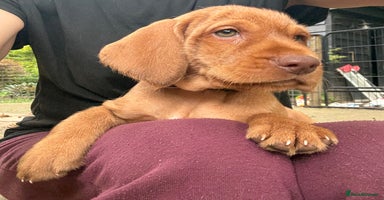 Hungarian Vizsla dogs in Cranbrook - Advert 14