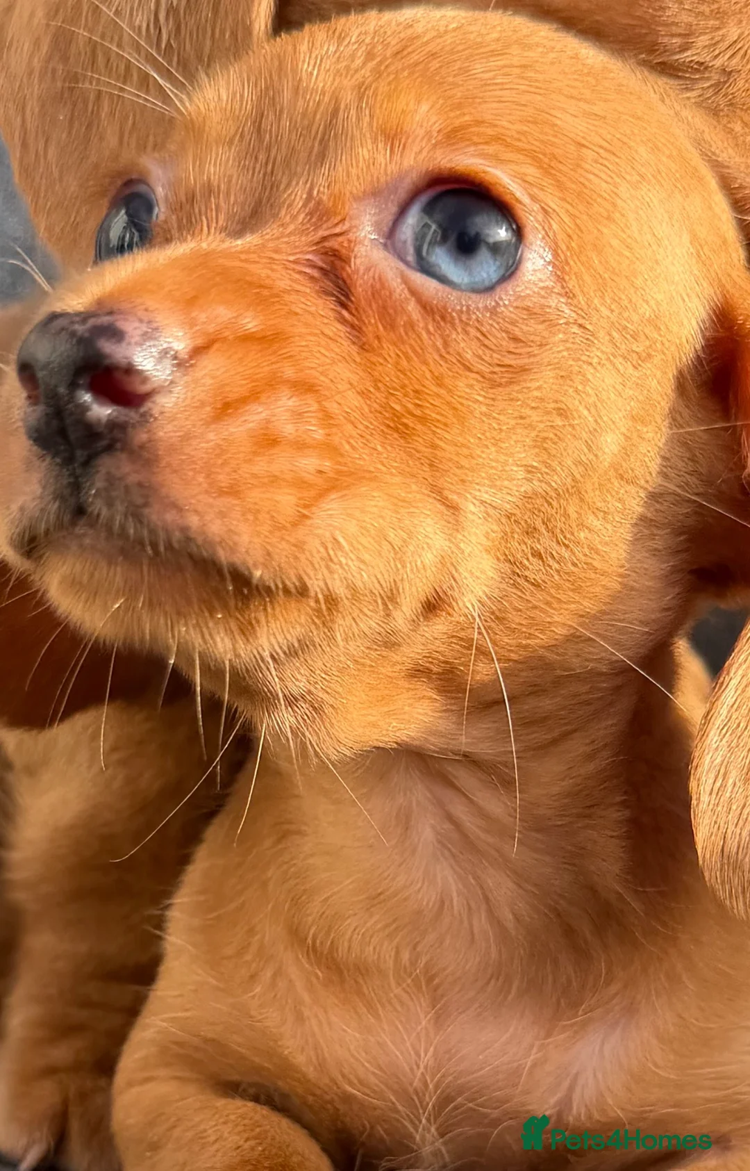 Miniature Dachshund dogs for sale: Kanninchen size Smooth Coat Dachshund Puppies - Advert 2