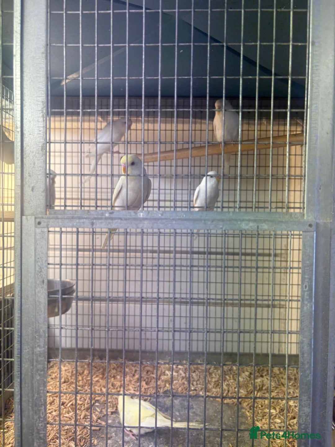 Budgerigars birds for sale: Budgies - Image 2