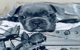 French Bulldog dogs for sale: French Bulldogs  - Image 16