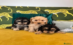 Cockapoo dogs for sale: F1 cocapoos - Image 4