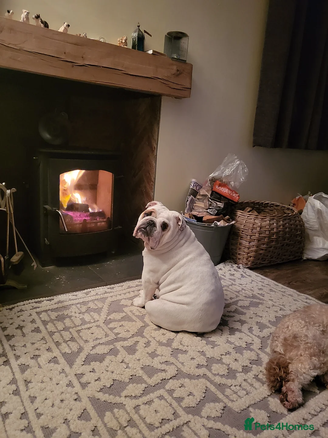 English Bulldog dogs for sale: quality kc standard bulldog babies - Advert 2