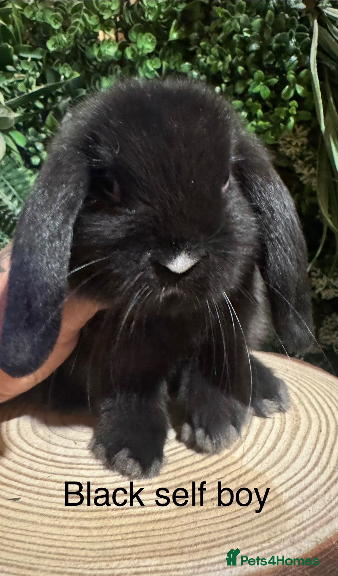 Mini Lop rabbits Superb pure bred mini lops available  - Advert 2