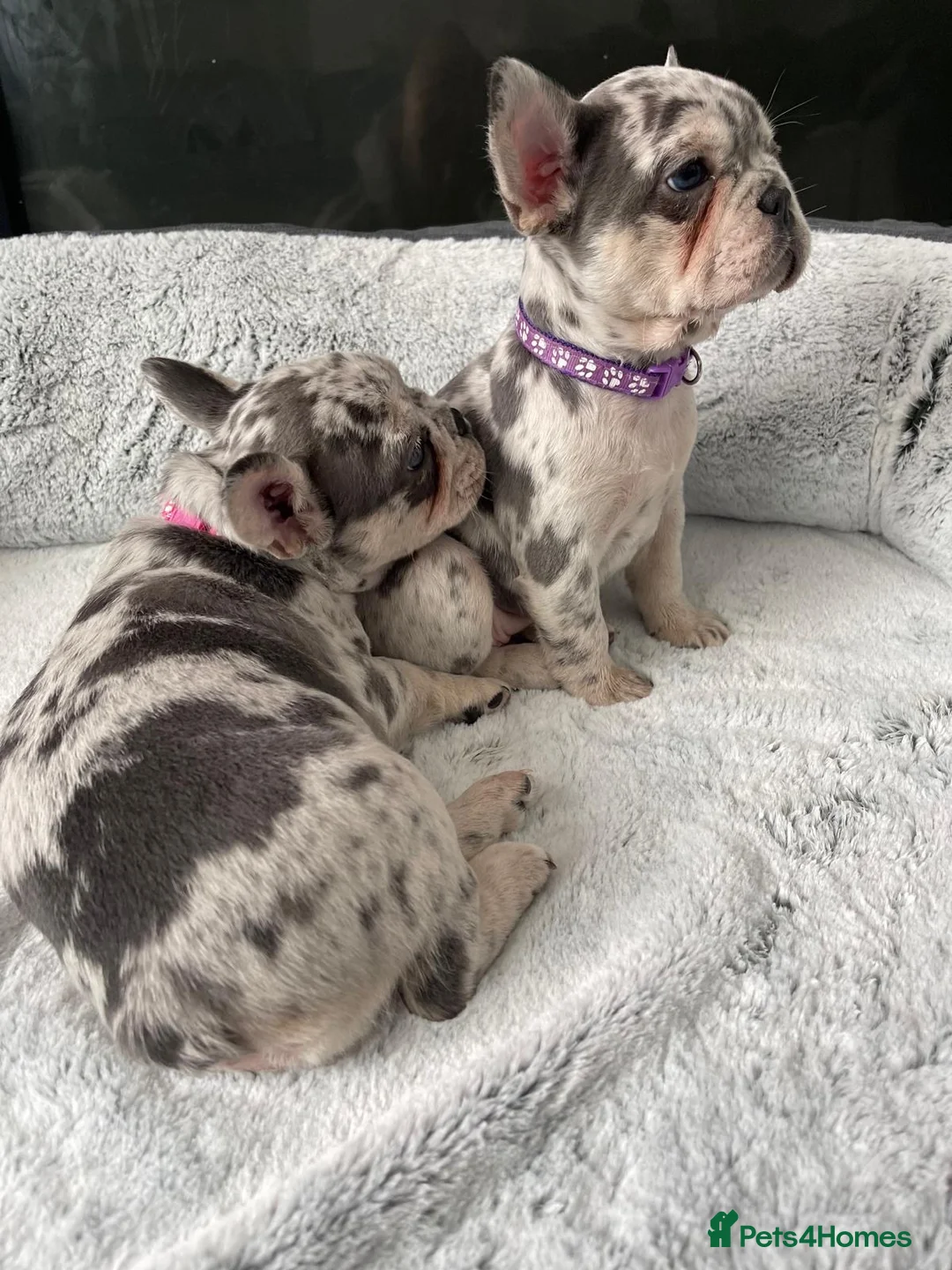 French Bulldog dogs for sale: 2 x French bulldogs  - Advert 10