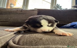 Siberian Husky dogs for sale: Husky puppies for sale - Image 15
