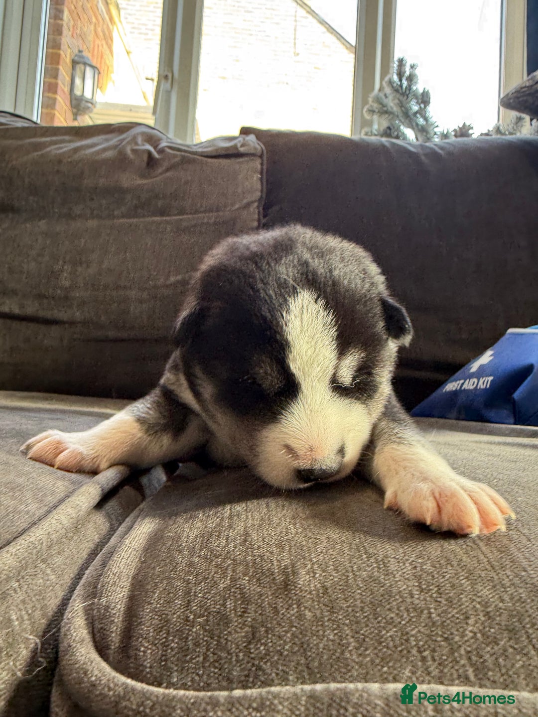 Siberian Husky dogs for sale: Husky puppies for sale - Image 15