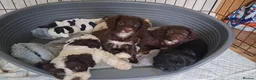 Cockapoo dogs for sale: Cockapoo pups - Advert 1