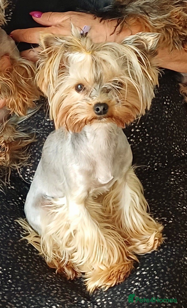 Yorkshire Terrier dogs Beautiful 2-Year-Old Female Dog for Sale - Advert 4