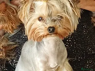 Yorkshire Terrier dogs Beautiful 2-Year-Old Female Dog for Sale - Advert 4