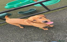 Labrador Retriever dogs for sale: Lovely KC Labrador retrievers  - Image 12