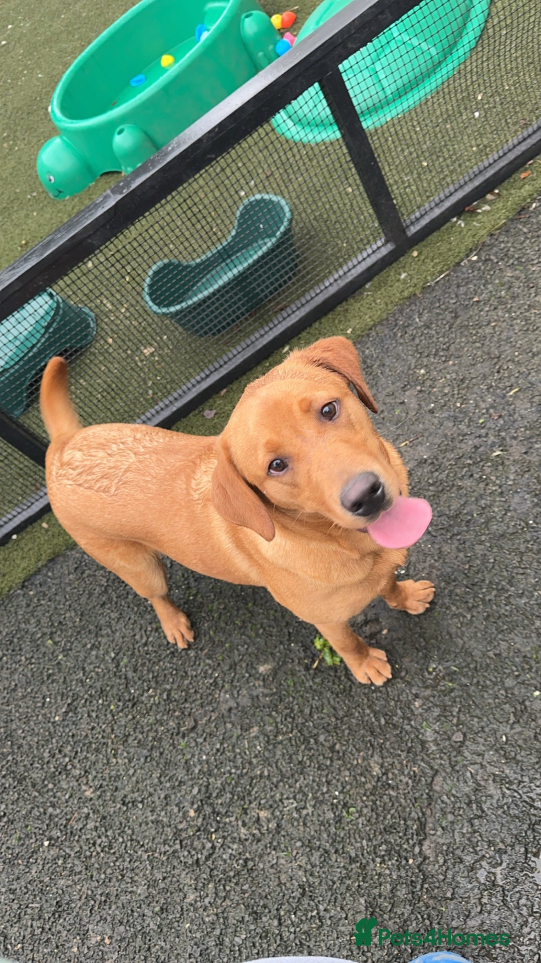 Labrador Retriever dogs for sale: Lovely KC Labrador retrievers  - Image 12